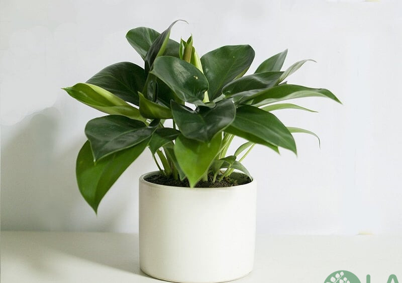 cây phong thuỷ tuổi dần