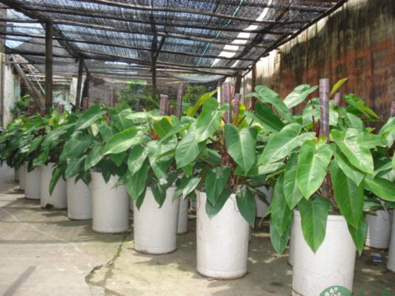 tuổi dần hợp với cây gì