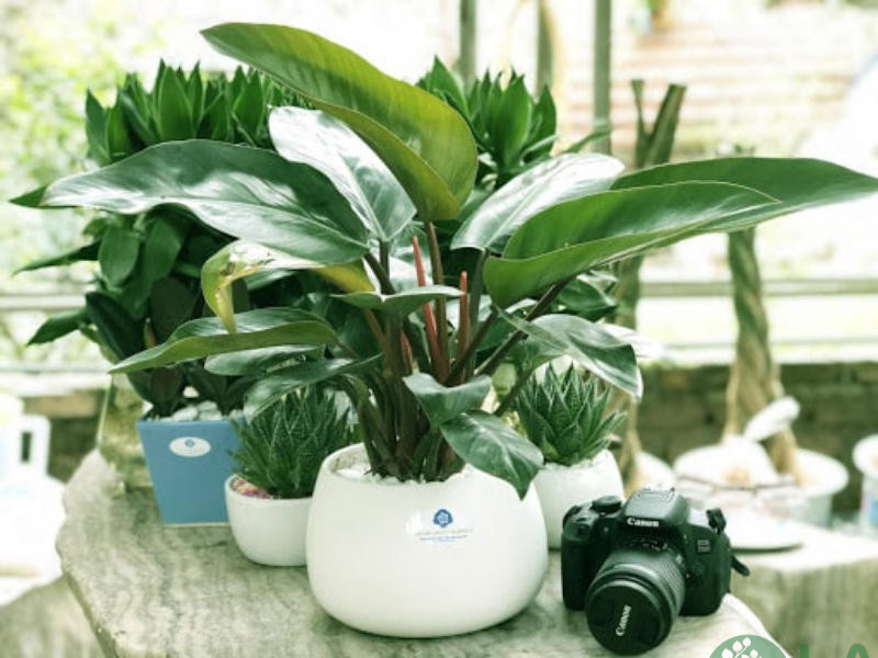 tuổi dần nên trồng cây gì