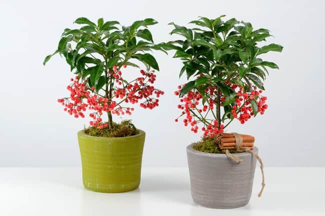 cây kim ngân lượng có ý nghĩa gì cây kim ngân lượng có ý nghĩa gì