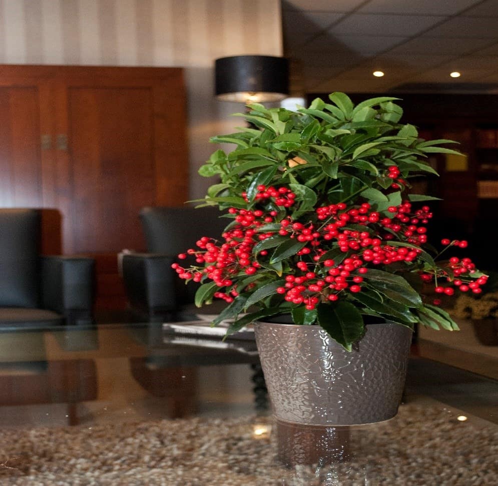 cây kim ngân lượng có ý nghĩa như thế nào cây kim ngân lượng có ý nghĩa như thế nào