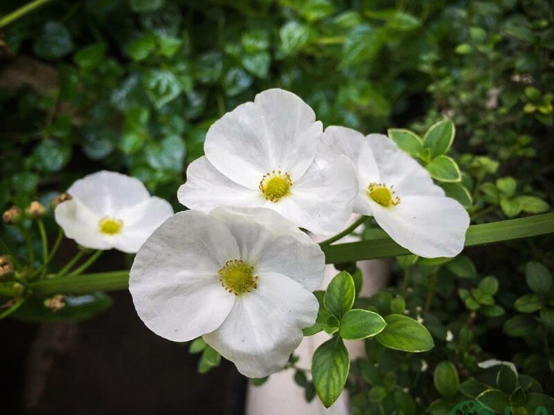 cây cảnh hợp tuổi thân