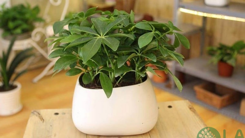 tuổi thân trồng cây gì