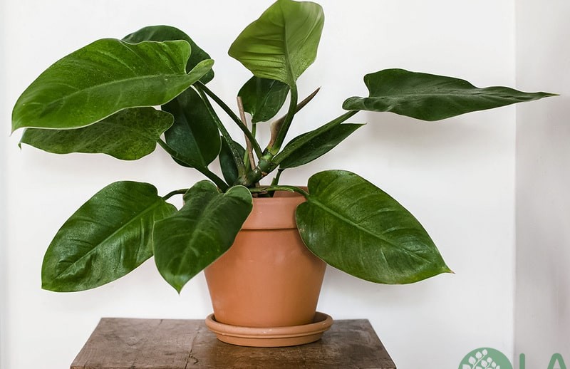 tuổi thân trồng cây gì