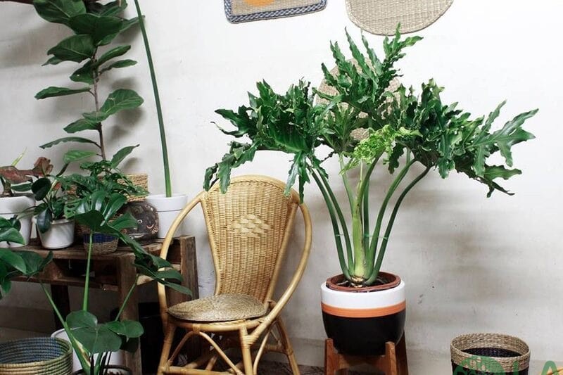 tuổi thân trồng cây gì