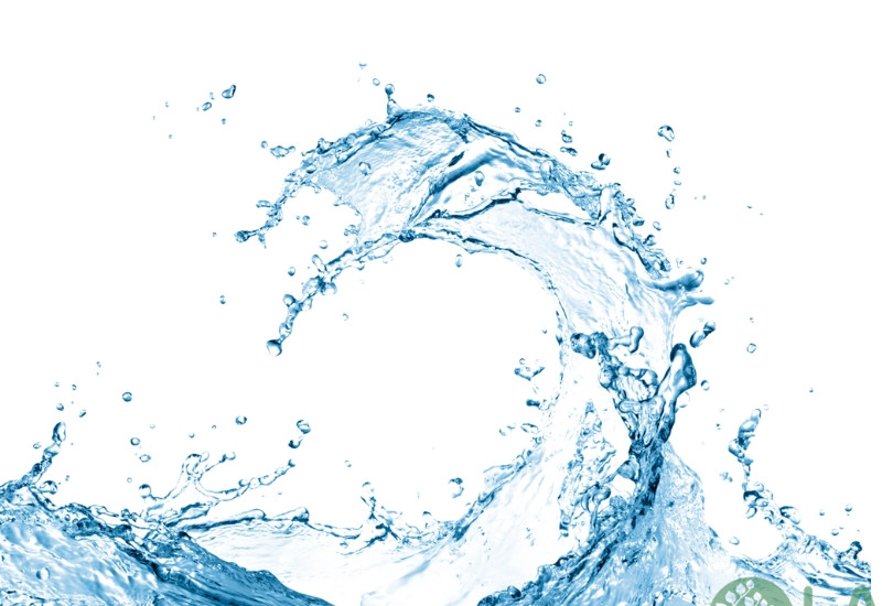 cây hợp mệnh Thủy