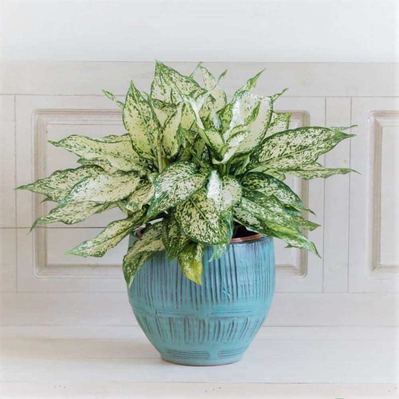 cây phong thuỷ mệnh thuỷ