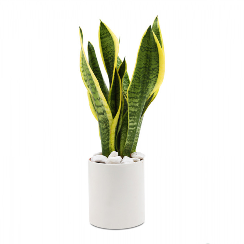 cây hợp mệnh thủy