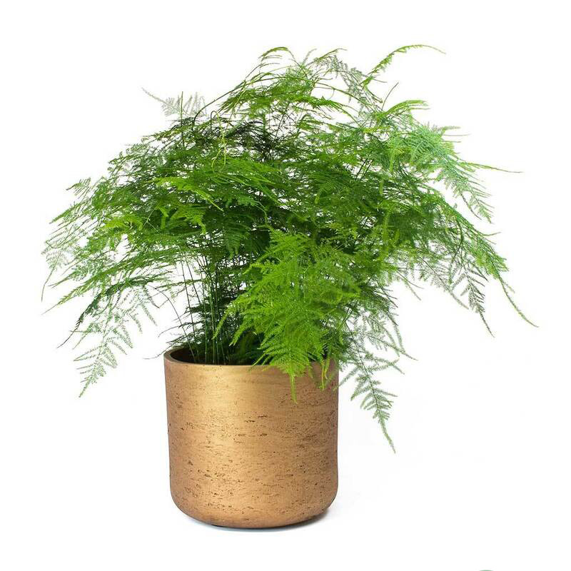 cây hợp mệnh Thủy