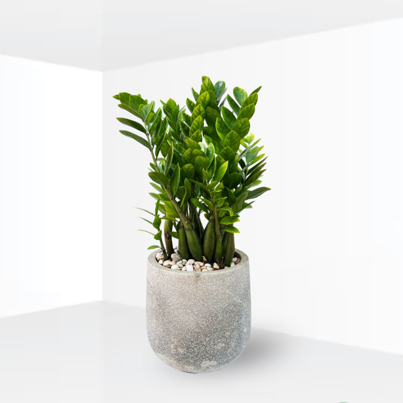 cây hợp mệnh thủy