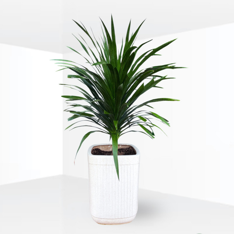 cây để bàn làm việc hợp mệnh thủy