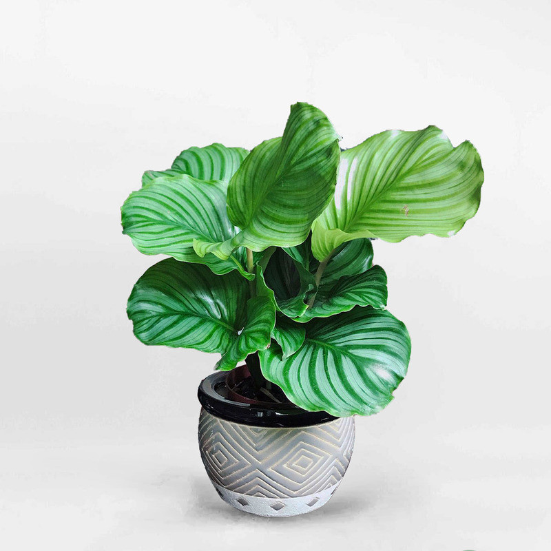 cây hợp với mệnh thuỷ