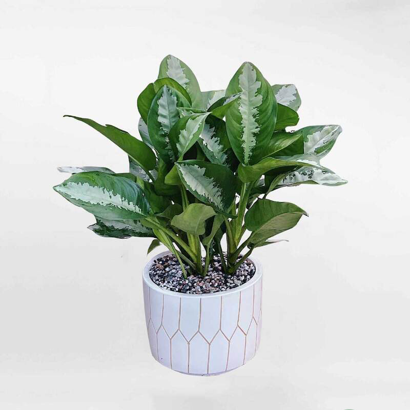 cây hợp mệnh thủy