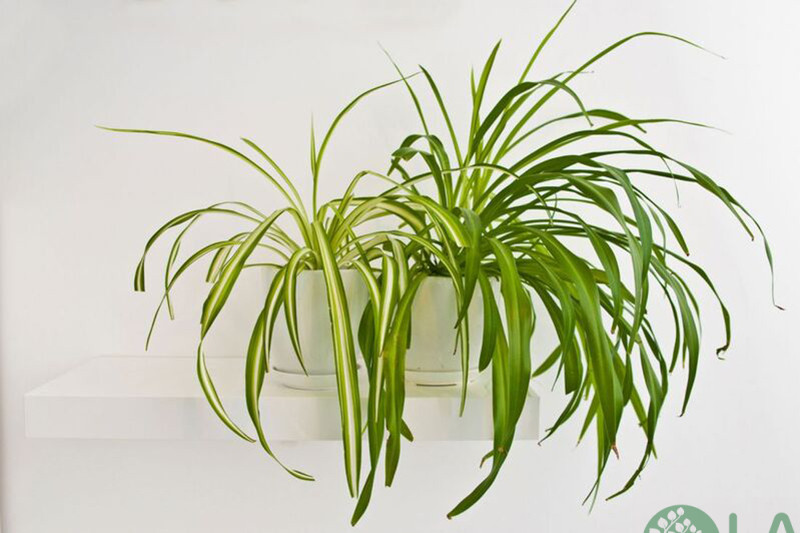 cây phong thuỷ cho người mệnh thuỷ