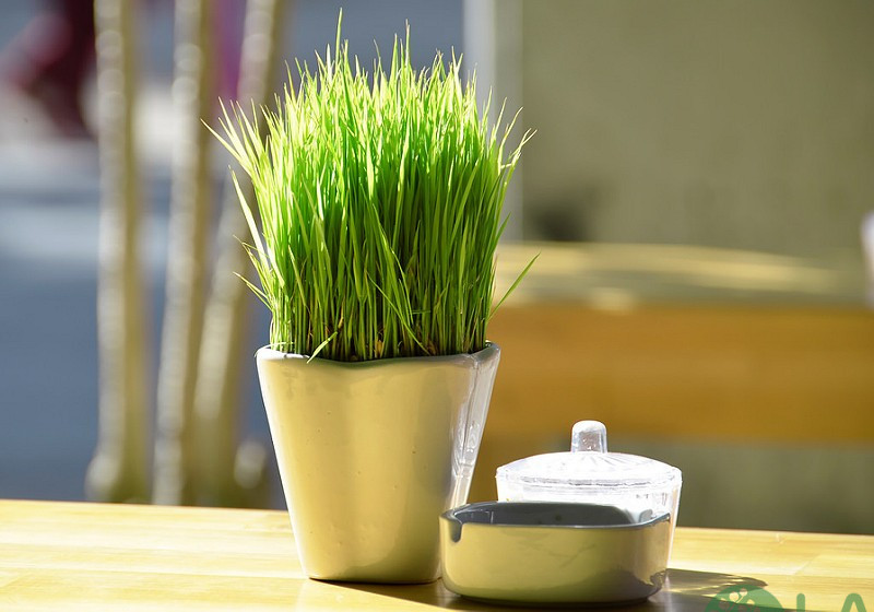 cây hợp mệnh thủy