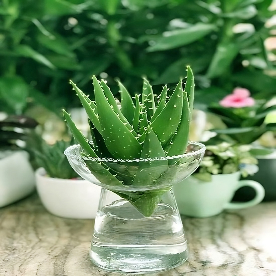 cây cho người mệnh thuỷ