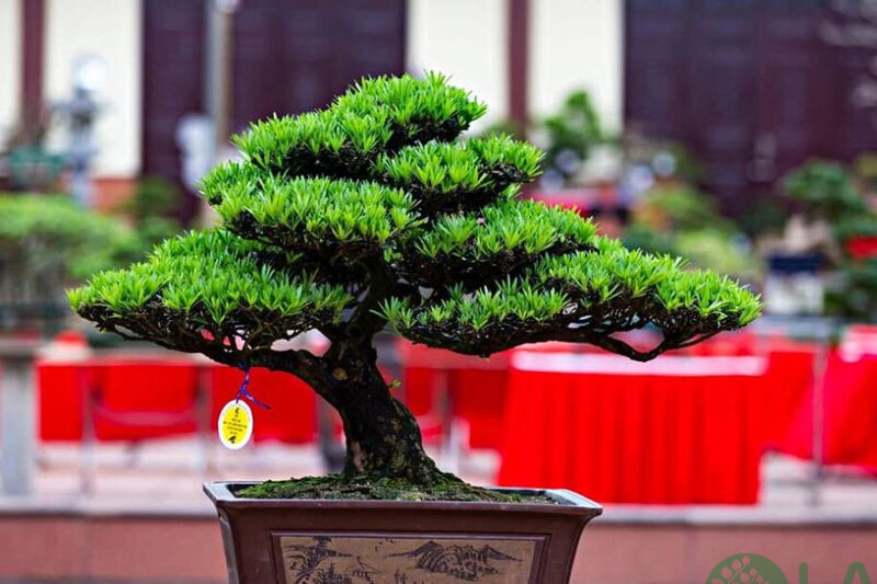 cây để phòng khách hợp mệnh thủy