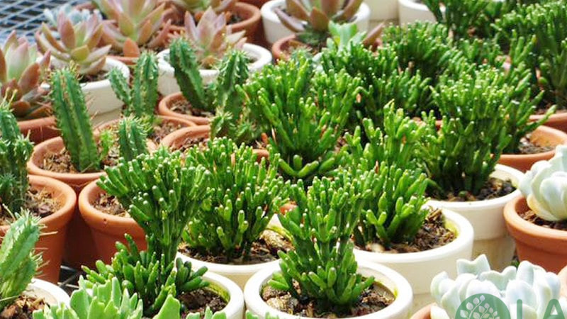 cây hợp tuổi tý