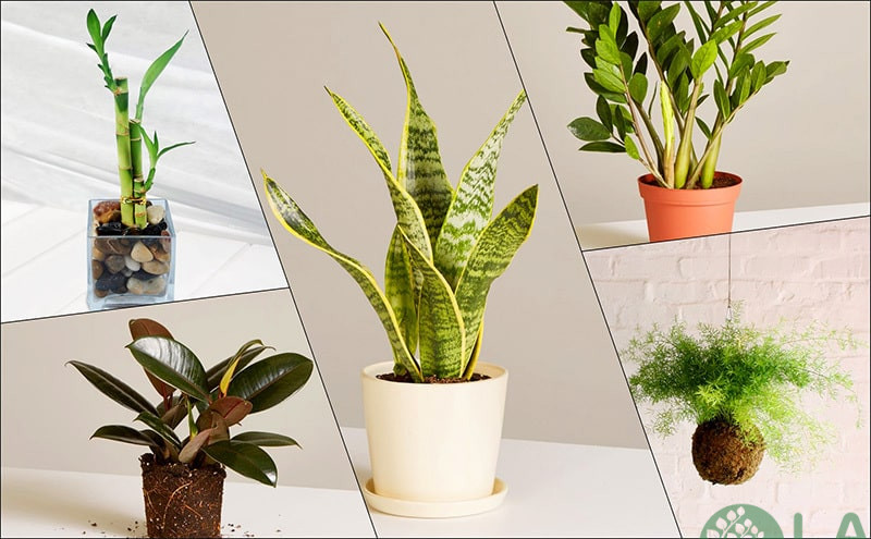 cây phong thuỷ tuổi tý