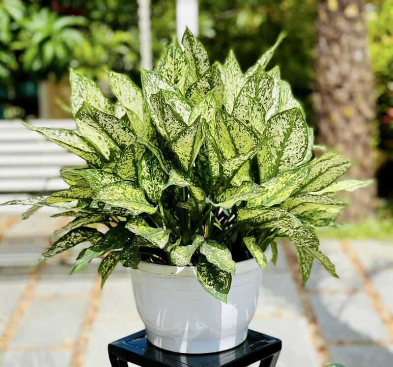 tuổi tý hợp cây gì