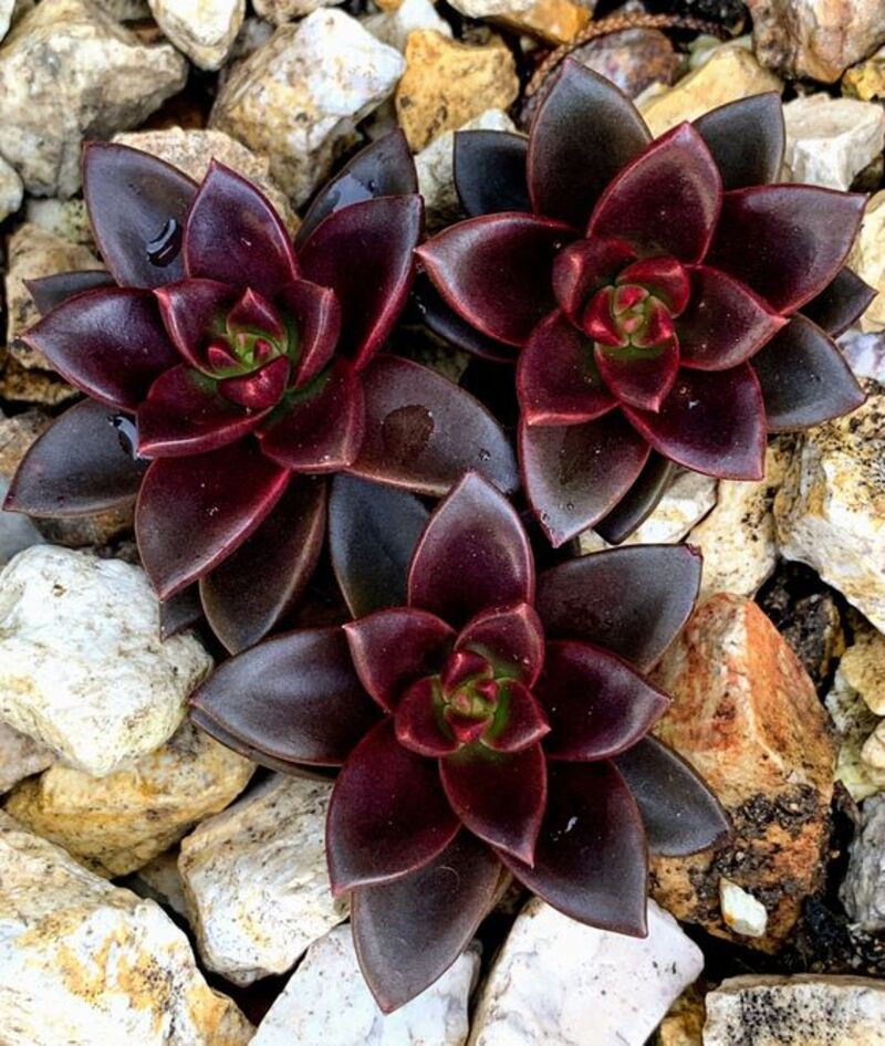 tuổi tý trồng cây gì