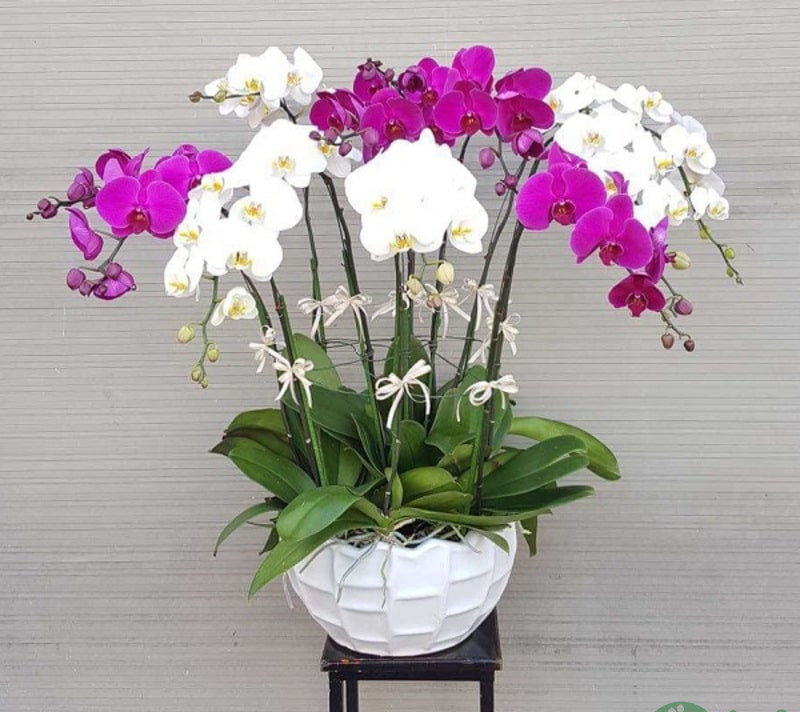 cây phong thuỷ tuổi tý