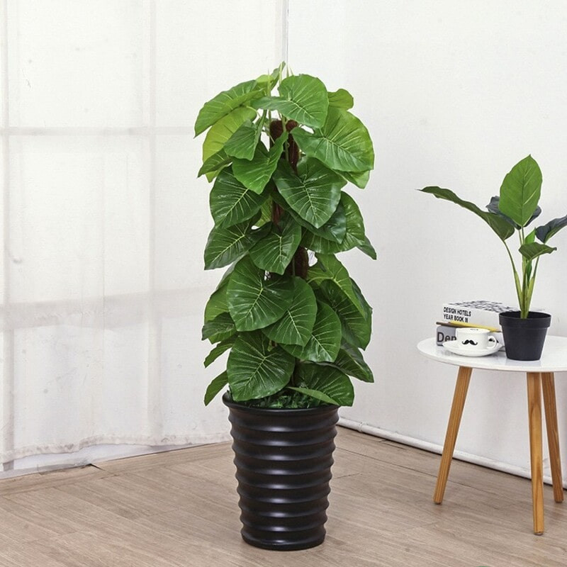 cây phong thuỷ tuổi tý