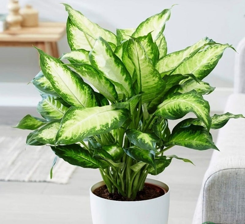 tuổi Tý hợp cây gì