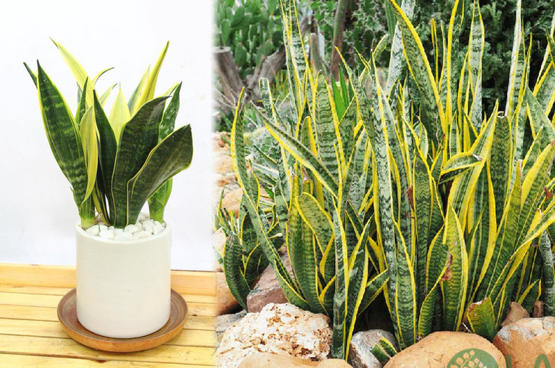 cây phong thủy tuổi tỵ