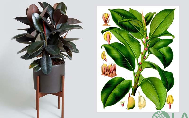 tuổi tỵ hợp với cây gì