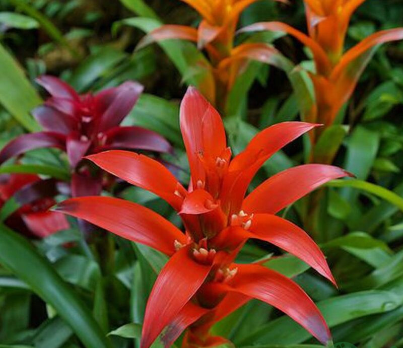 Tuổi Tỵ hợp cây gì 