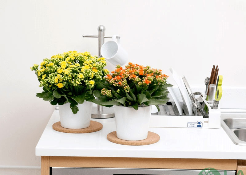 cây kiểng trong nhà cây kiểng trong nhà