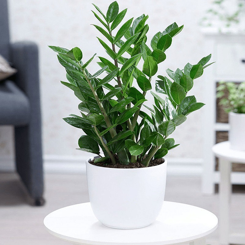 cây kiểng trồng trong nhà cây kiểng trồng trong nhà