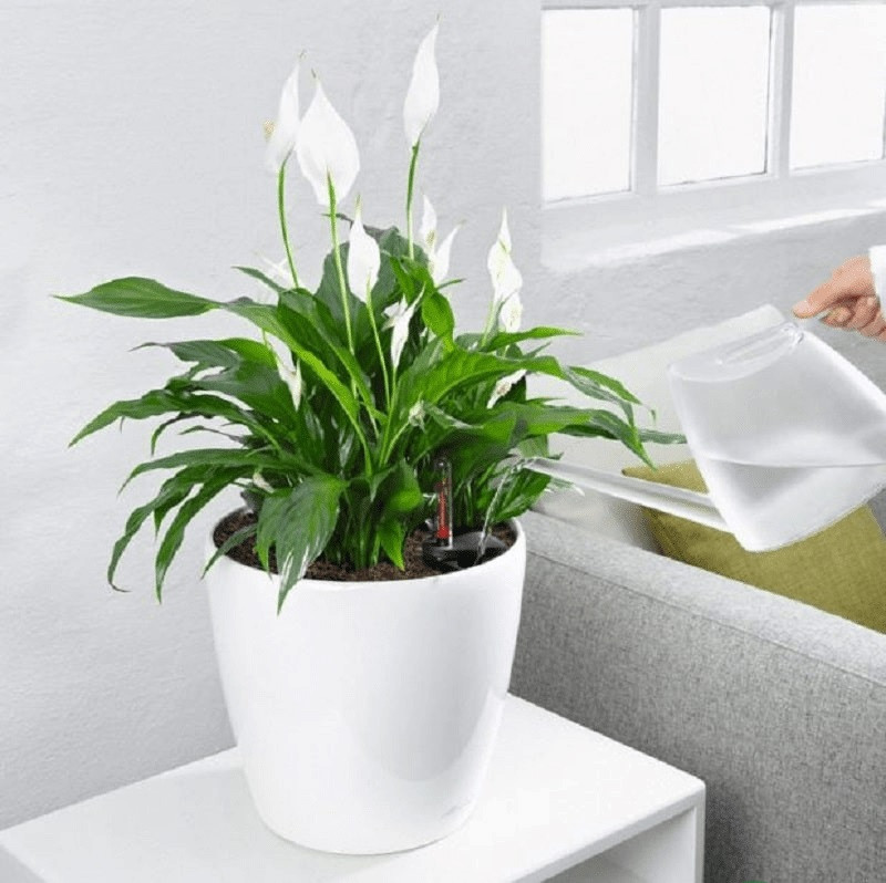 cây kiểng trong nhà cây kiểng trong nhà