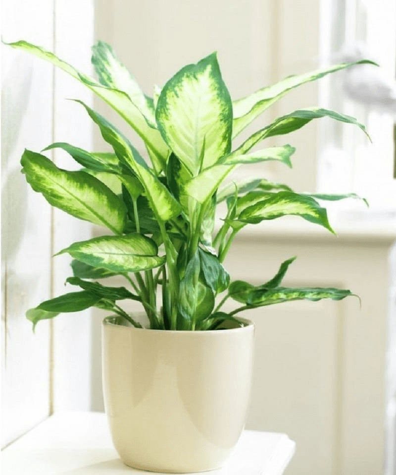 cây kiểng trong nhà cây kiểng trong nhà