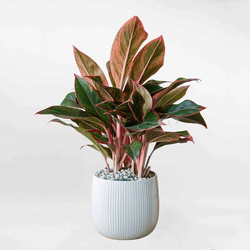 cây kiểng trong nhà cây kiểng trong nhà