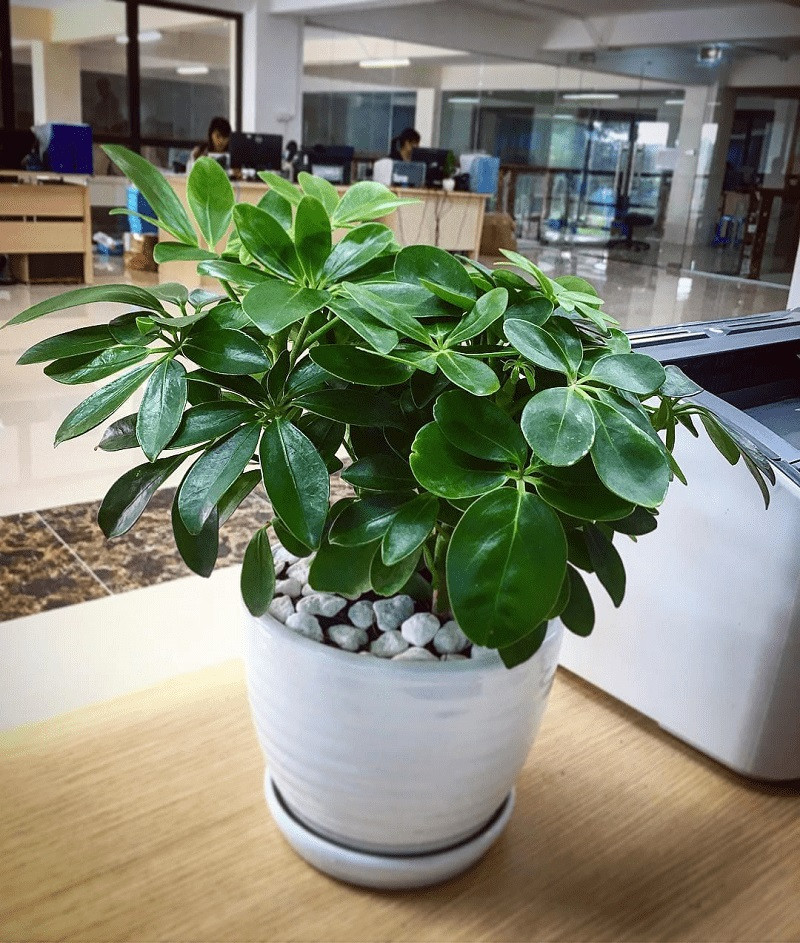 cây kiểng để trong nhà cây kiểng để trong nhà