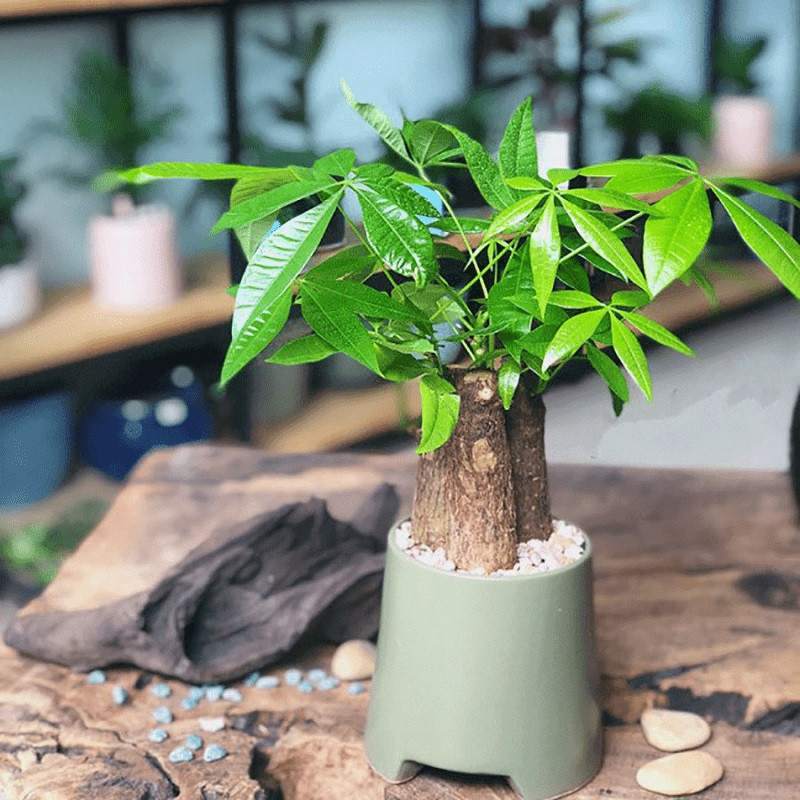 cây kiểng trong nhà cây kiểng trong nhà