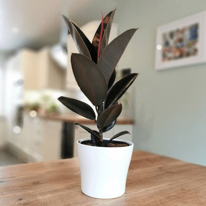 cây kiểng trong nhà cây kiểng trong nhà