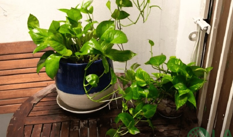 cây kiểng trong nhà cây kiểng trong nhà