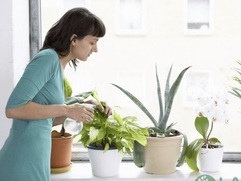 những cây kiểng trồng trong nhà những cây kiểng trồng trong nhà