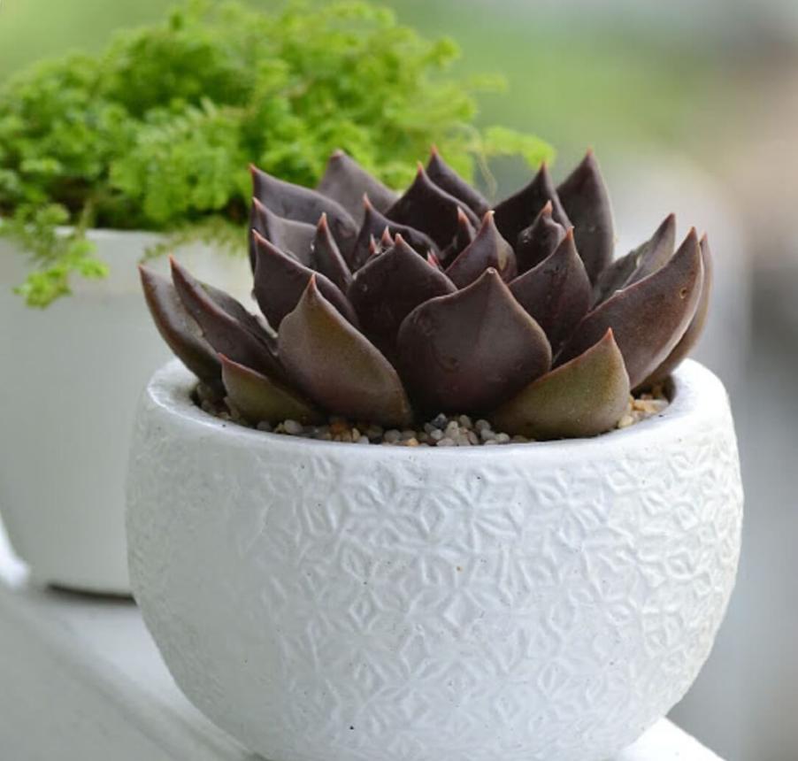 Sen đá nâu hợp với người tuổi Mậu Thân