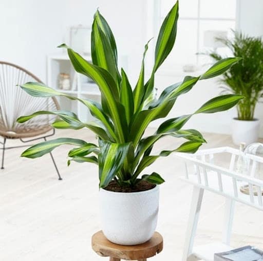 tuổi mậu thân nên trồng cây gì trước nhà t