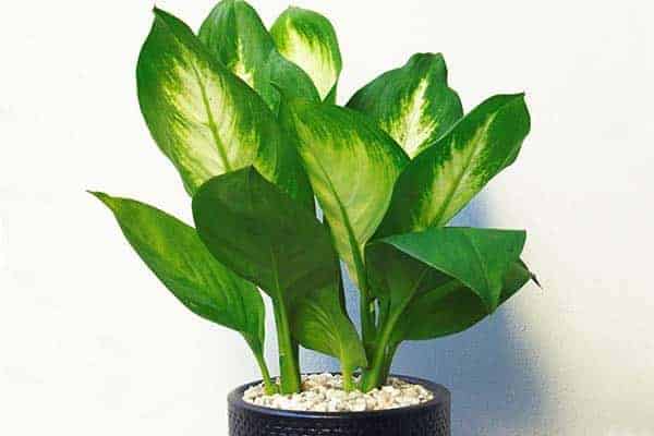 tuổi mậu thân nên trồng cây gì trong nhà