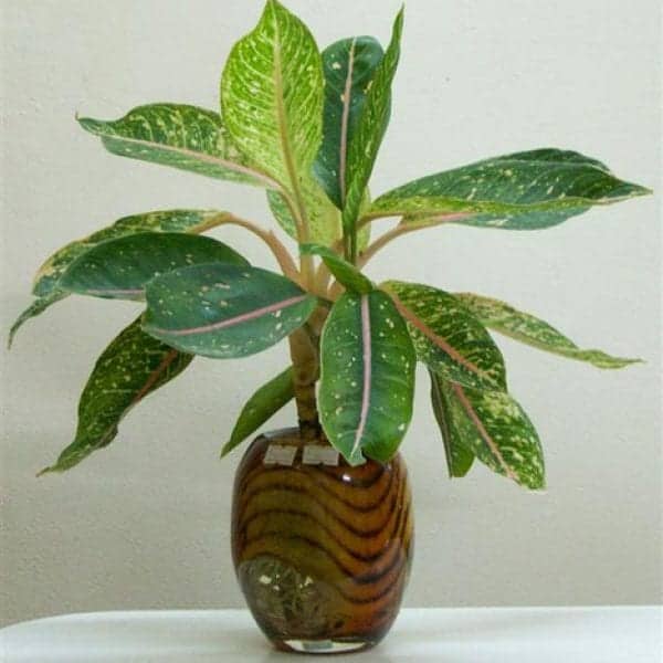 tuổi mậu thân nên trồng cây gì