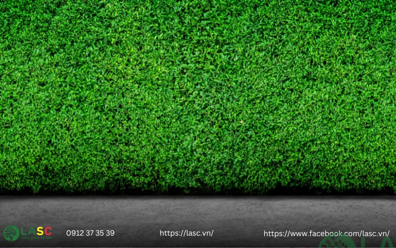 thi công tường cây xanh 