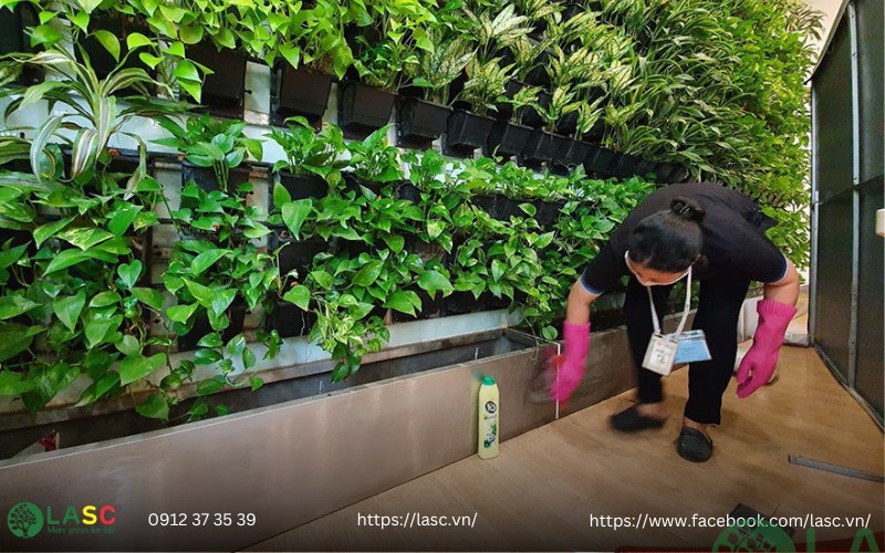thi công tường cây xanh 