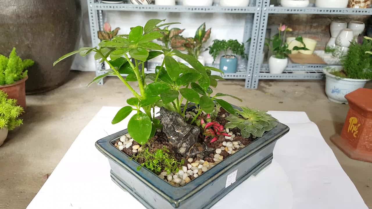 tiểu cảnh văn phòng