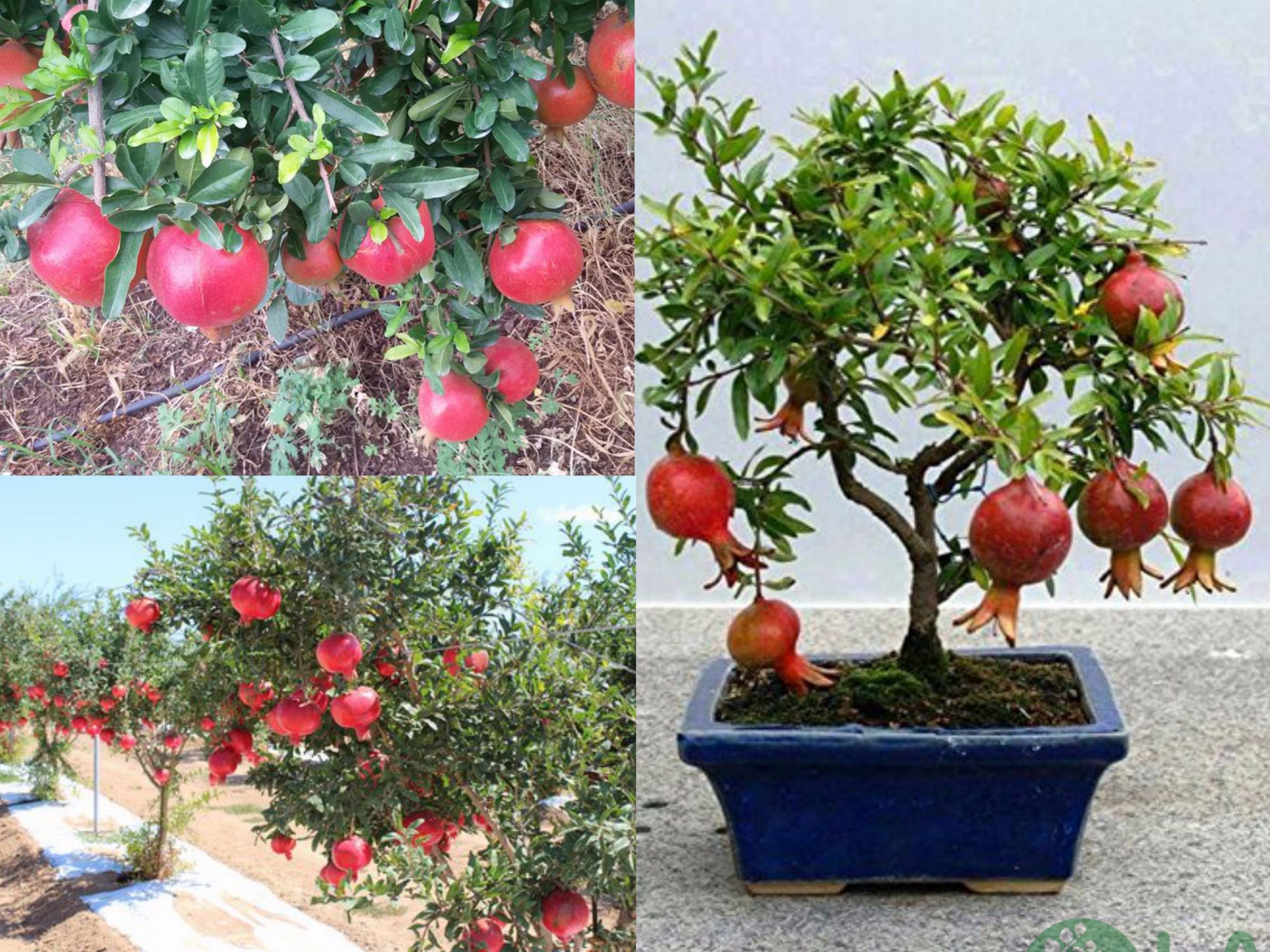 các cây ăn quả trồng trên sân thượng