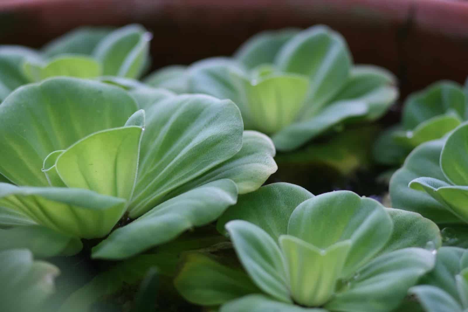 các loại cây thủy sinh dễ tìm những cây thủy sinh dễ tìm